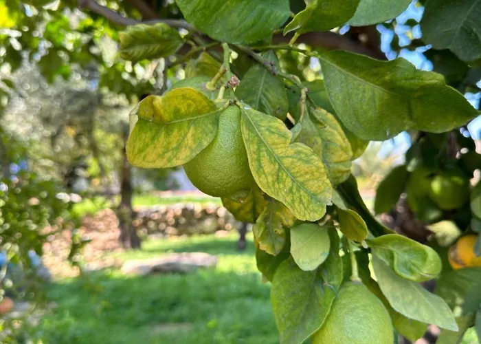 Dome Hotel & Casino Central Kyrenia ! ホテル